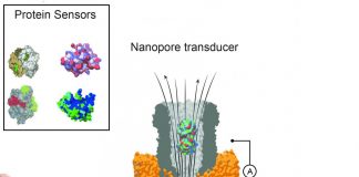 诺贝尔化学奖授予酶和抗体的直接进化