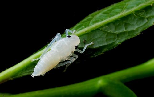 昆虫幼虫是欧洲动物饲料的另一种蛋白质来源