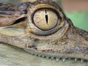 对鳄鱼视网膜的分析揭示了使等待更容易的特性