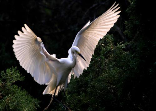 鸟是如何得到它们的翅膀 科学家说 细菌可能提供线索