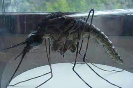 开曼群岛部署转基因蚊子