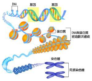 对张力敏感的分子有助于细胞准确地分割染色体