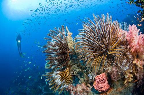 科学家们发现了一种微生物如何腐蚀珊瑚礁