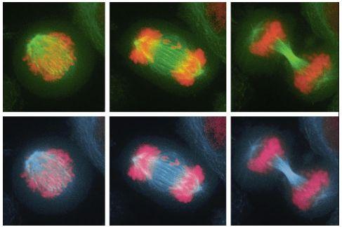 团队研究染色体错误分离