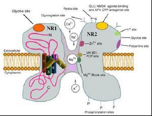 NMDA受体的第一个结构观点将有助于药物开发
