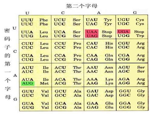 发现遗传密码演变的基本限制