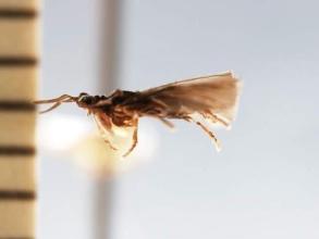 昆虫学家揭示了本地扭翅寄生虫的奇怪交配机制