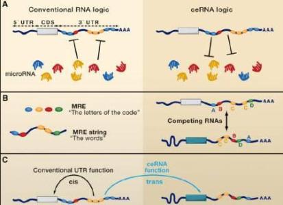 长链非编码RNA调节三阴性乳腺癌细胞中DNA断裂的修复