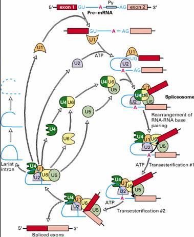 RNA剪接突变在遗传变异和疾病中起主要作用