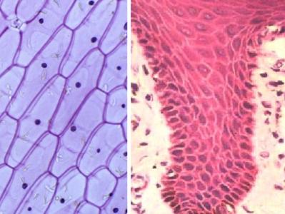科学家利用皮肤细胞来制造人类精子