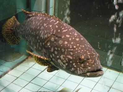 海洋无人机首先在产卵季节确定石斑鱼交配电话