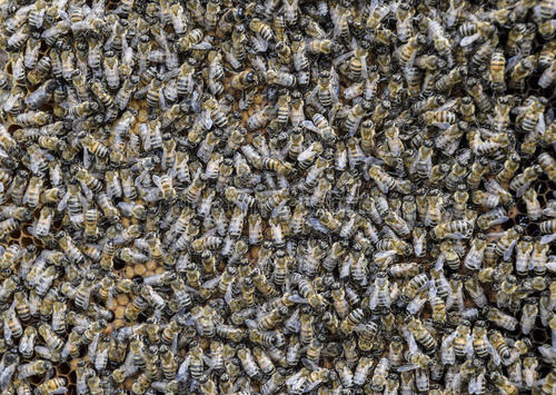蜜蜂寄生虫和疾病的首次多年研究揭示了令人不安的趋势