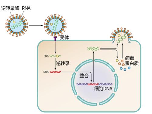 逆转录病毒DNA需要时间找到它的家 但插入发生在眨眼间