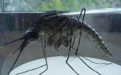 开曼群岛部署转基因蚊子