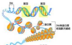对张力敏感的分子有助于细胞准确地分割染色体