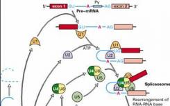 RNA剪接突变在遗传变异和疾病中起主要作用