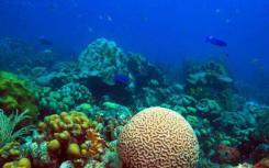 我们与珊瑚礁共享分子盔甲