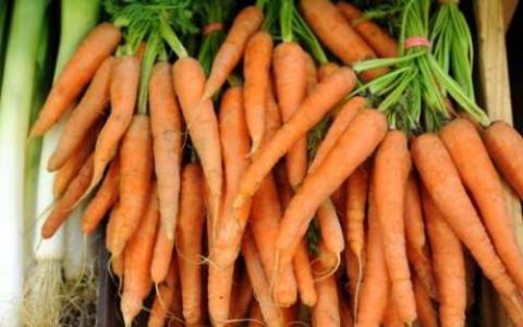 胡萝卜基因组绘制驯化图片 可以帮助改善作物