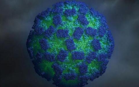 科学家们了解移植后常见病毒的重新激活情况