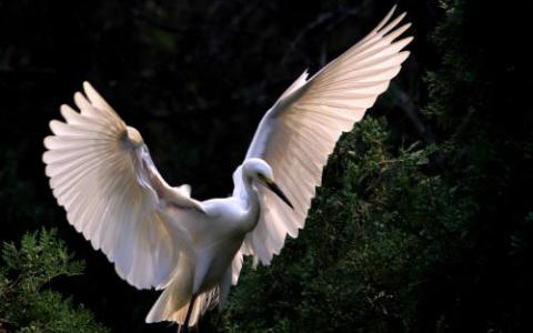 鸟是如何得到它们的翅膀 科学家说 细菌可能提供线索