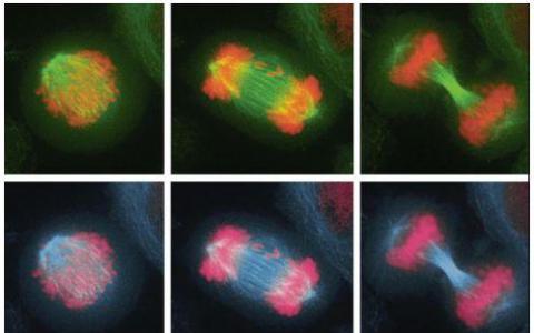 团队研究染色体错误分离