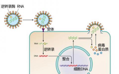 逆转录病毒DNA需要时间找到它的家 但插入发生在眨眼间