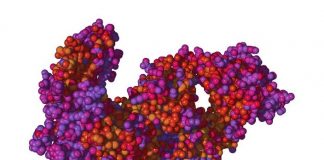 Alexion以12亿美元收购Syntimmune 扩大了罕见疾病的销售渠道