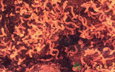 研究揭示了霍乱的两条染色体如何协调以协调复制