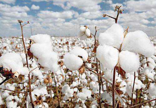 非洲顶级生产商禁止转基因棉花