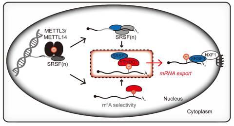 捕获的行为 在行动中确定的RNA修饰蛋白的3-D结构