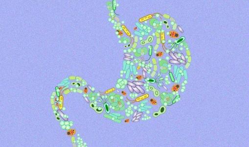 肠道微生物会影响我们的进化吗