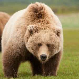 古代的DNA揭示了大熊的进化
