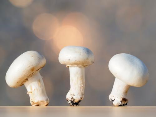 基因编辑的蘑菇正在改变GMO对话