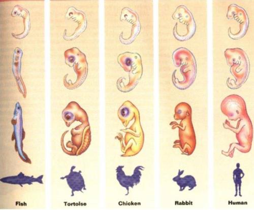 异步细胞周期阶段是动物胚胎发育关键阶段的关键