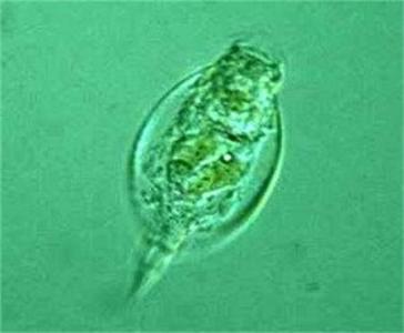轮虫从其他池塘生活中清除新基因 而不是有性繁殖
