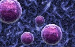 新发现的细胞爆发涉及细菌分泌和粘附
