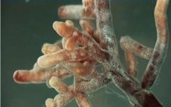 微生物学家解开了植物 菌根真菌之间的关系