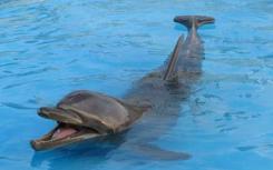 研究将胎儿和新生海豚死亡与深水地平线石油泄漏联系起来