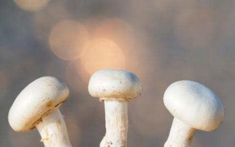 基因编辑的蘑菇正在改变GMO对话