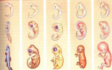 异步细胞周期阶段是动物胚胎发育关键阶段的关键