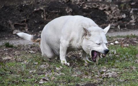 表面突变让犬细小病毒跳到其他物种