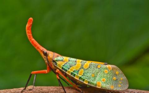 病毒会在昆虫中产生更大的传染性
