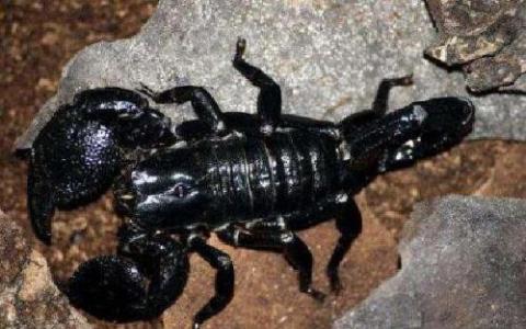 蝎子毒素的见解可能导致一类新的杀虫剂