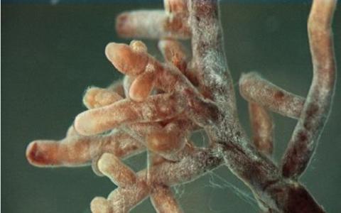 微生物学家解开了植物 菌根真菌之间的关系