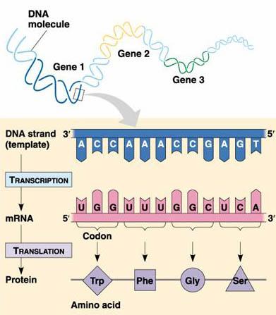 研究为基因DNA序列如何控制基因活动带来了新的理解