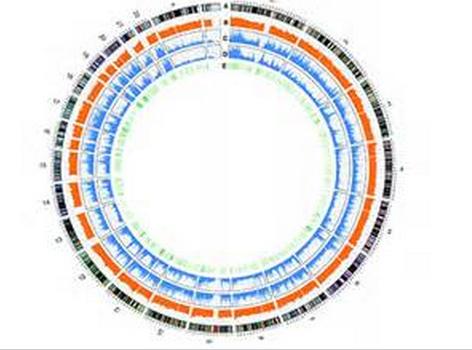 科学家创造了最小的已知基因组来支持活细胞