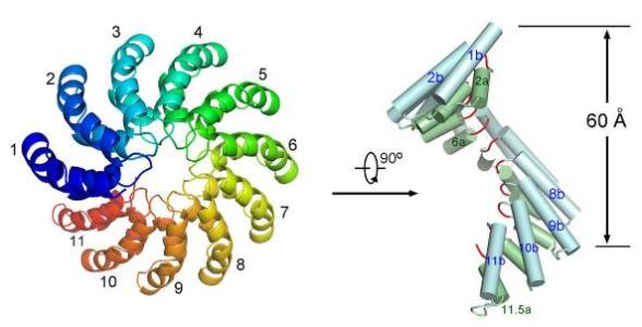 DNA超螺旋的模式