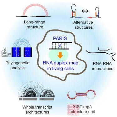 科学家们发表了人类核的第一个RNA相互作用组