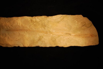 这种有着1亿年历史的hagfish的僵化粘液震动了脊椎动物的家谱