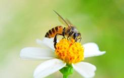 商业大黄蜂产业扩大了蜜蜂的真菌病原体